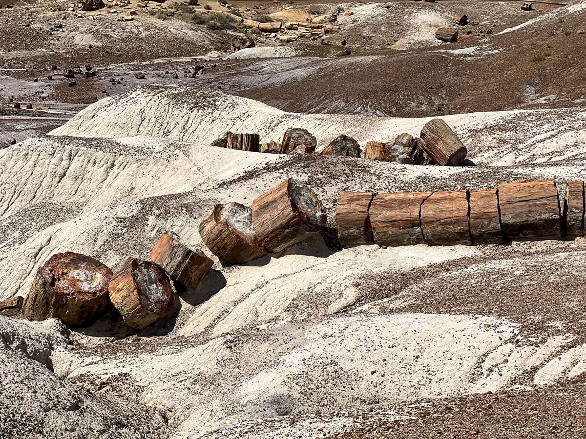 The Petrified Forest National Park